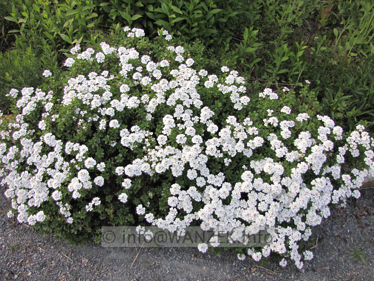 Iberis sempervirens Appen Etz 01.JPG